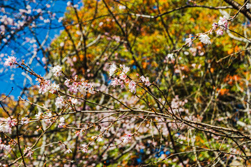 城峯公園　冬桜　寒桜　さくら