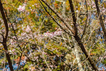 城峯公園　冬桜　寒桜　さくら