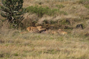 pride of  lions sharing a kill (zebra) in the Ngorongoro crater in Tanzania