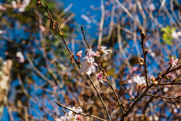 城峯公園　冬桜　寒桜　さくら