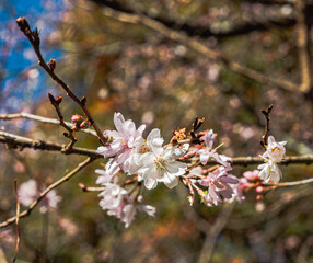 城峯公園　冬桜　寒桜　さくら