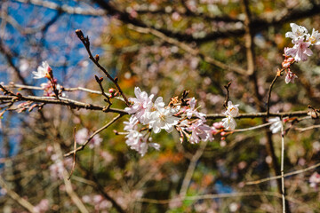 城峯公園　冬桜　寒桜　さくら