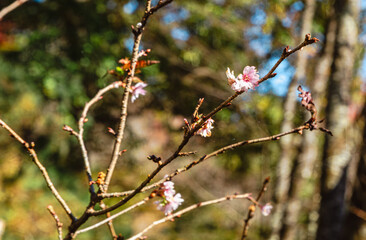 城峯公園　冬桜　寒桜　さくら