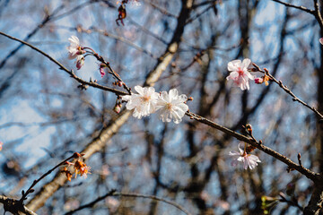 城峯公園　冬桜　寒桜　さくら