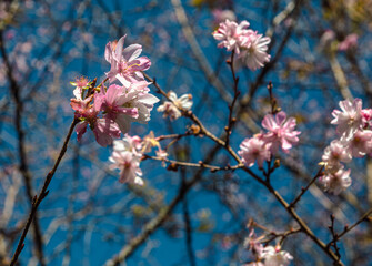 城峯公園　冬桜　寒桜　さくら