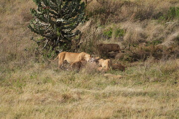 pride of  lions sharing a kill (zebra) in the Ngorongoro crater in Tanzania