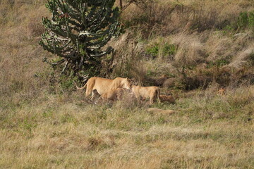 pride of  lions sharing a kill (zebra) in the Ngorongoro crater in Tanzania