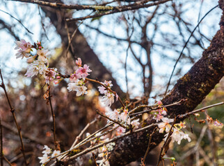 城峯公園　冬桜　寒桜　さくら