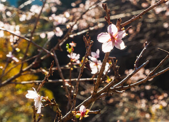 城峯公園　冬桜　寒桜　さくら