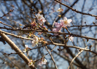 城峯公園　冬桜　寒桜　さくら