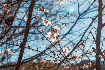 城峯公園　冬桜　寒桜　さくら