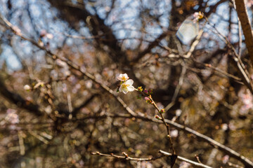 城峯公園　冬桜　寒桜　さくら