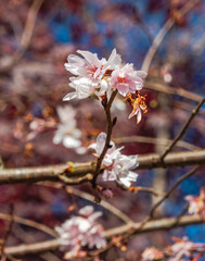 城峯公園　冬桜　寒桜　さくら