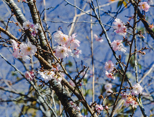 城峯公園　冬桜　寒桜　さくら