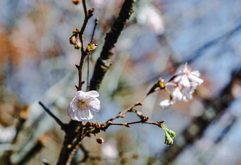 城峯公園　冬桜　寒桜　さくら