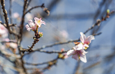 城峯公園　冬桜　寒桜　さくら