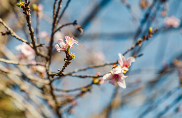 城峯公園　冬桜　寒桜　さくら