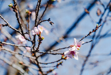 城峯公園　冬桜　寒桜　さくら