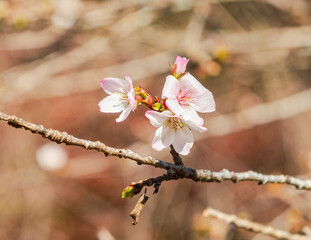 城峯公園　冬桜　寒桜　さくら
