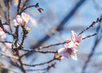 城峯公園　冬桜　寒桜　さくら