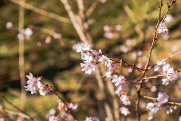 城峯公園　冬桜　寒桜　さくら