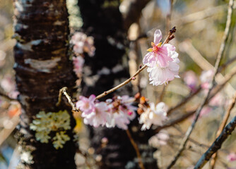城峯公園　冬桜　寒桜　さくら
