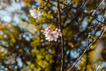 城峯公園　冬桜　寒桜　さくら