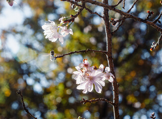 城峯公園　冬桜　寒桜　さくら