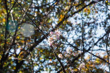 城峯公園　冬桜　寒桜　さくら