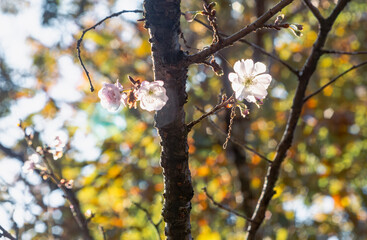 城峯公園　冬桜　寒桜　さくら