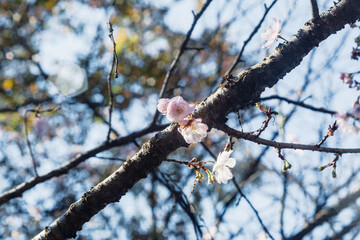 城峯公園　冬桜　寒桜　さくら