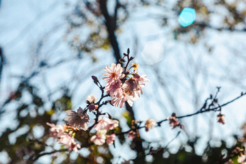 城峯公園　冬桜　寒桜　さくら