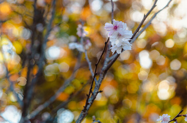 城峯公園　冬桜　寒桜　さくら