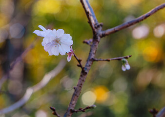 城峯公園　冬桜　寒桜　さくら