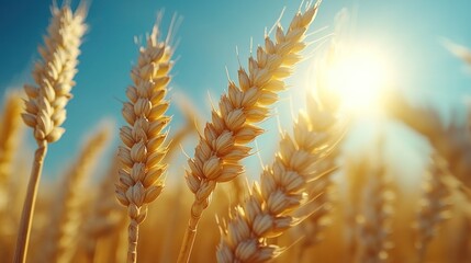 Golden wheat field at sunset. (2)