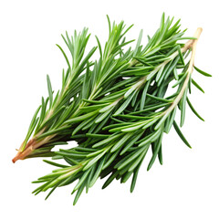 Fototapeta premium Rosemary isolated on transparent background