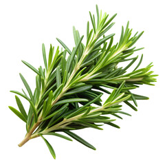 Fototapeta premium Rosemary isolated on transparent background