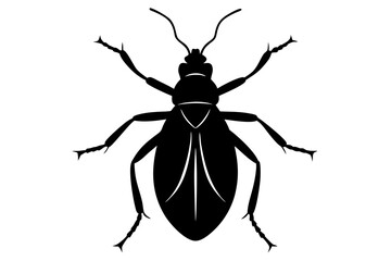 black and white beetle