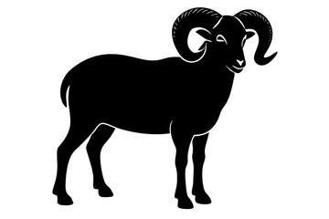 black and white sheep