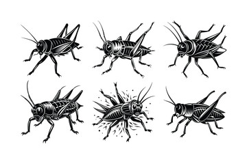 Cricket (Gryllidae) insect silhouette design, labeled linocut vector illustration.