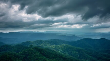 Naklejka premium Rainforests are lush, dense ecosystems characterized by high rainfall and incredible biodiversity. Found primarily in tropical regions near the equator, such as the Amazon, Congo, and Southeast Asia, 