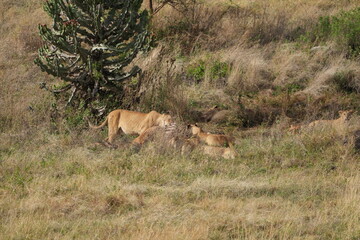pride of  lions sharing a kill (zebra) in the Ngorongoro crater in Tanzania