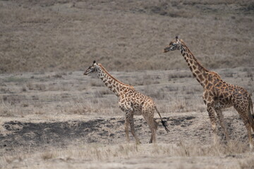 giraffes walking on the edge of the Ngorongoro crater in tanzania