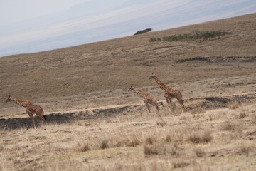 giraffes walking on the edge of the Ngorongoro crater in tanzania