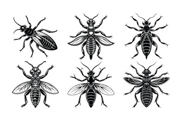 Termite (Isoptera) insect silhouette design, labeled linocut vector illustration.