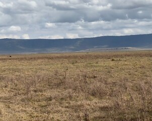 savannah landscape of the Ngorongoro crater tanzania, safari, land, view, impressive clouds