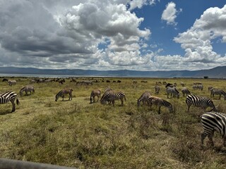herd of wildebeest (gnu, gnus) in the serengeti national park in tanzania with dramatic sky