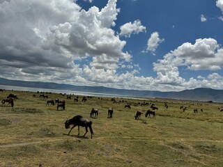 herd of wildebeest (gnu, gnus) in the serengeti national park in tanzania with dramatic sky