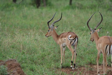 Morning Grace – Male Impala in Serengeti Grasslands