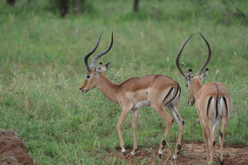 Morning Grace – Male Impala in Serengeti Grasslands